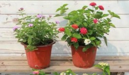 营口美容院最新爆料视频,揭秘美容行业潜规则